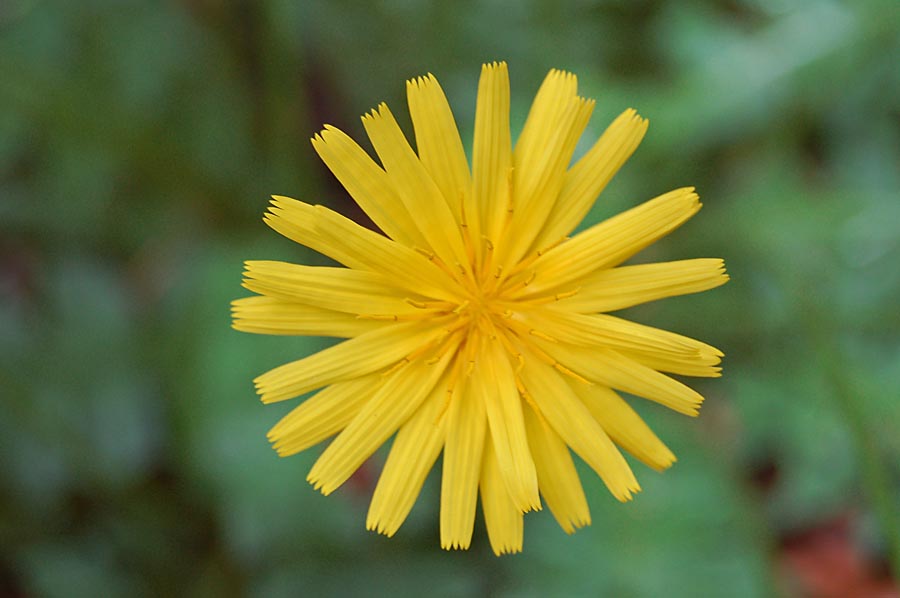 Aposeris foetida / Lattuga fetida